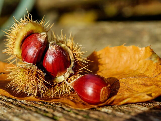 Castagne