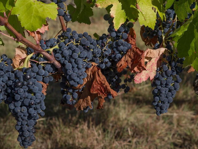 Grapes