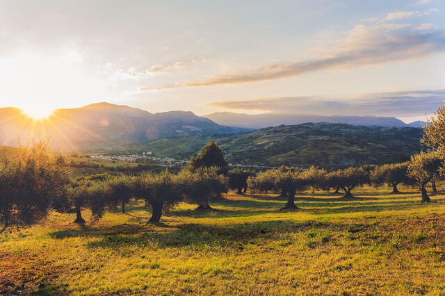 Olive Groves