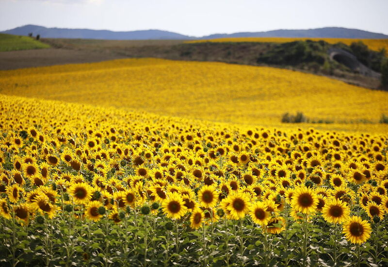 Villa Agata: Outdoor