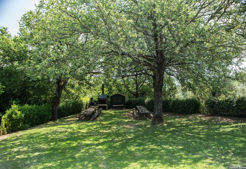 Agriturismo La Papessa: agriturismo-la-papessa-chianti-san-donato-farmhouse-tree