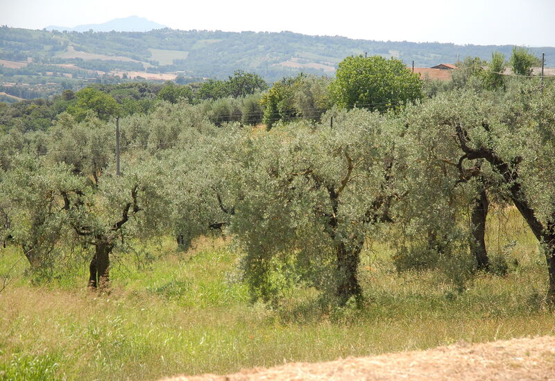 Podere San Giovanni: podere-san-giovanni-narni-terni-villa-olive-trees