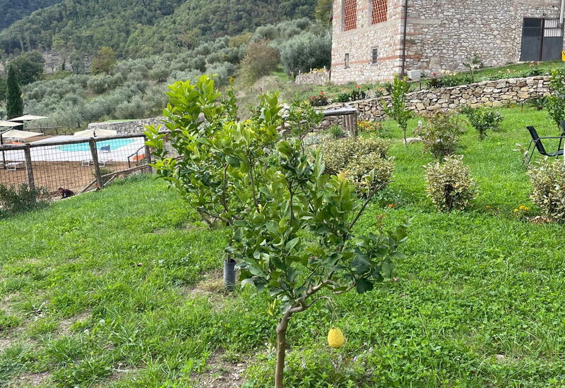 Borgo Antico, Pool, Barberino del Mugello: Autumn, Garden, Spring, Summer