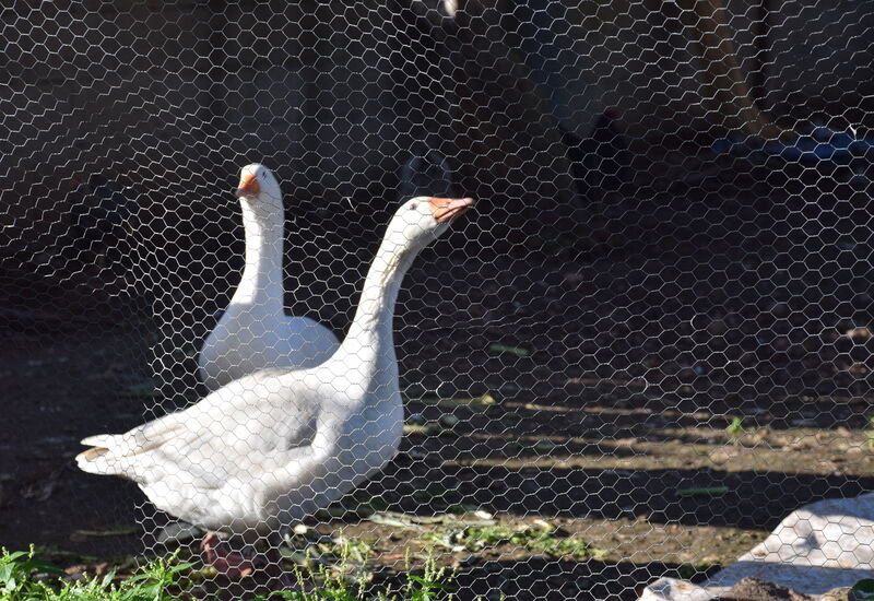 Ranch Salomonello: all'aperto, Autunno, Estate, Giardino, Primavera
