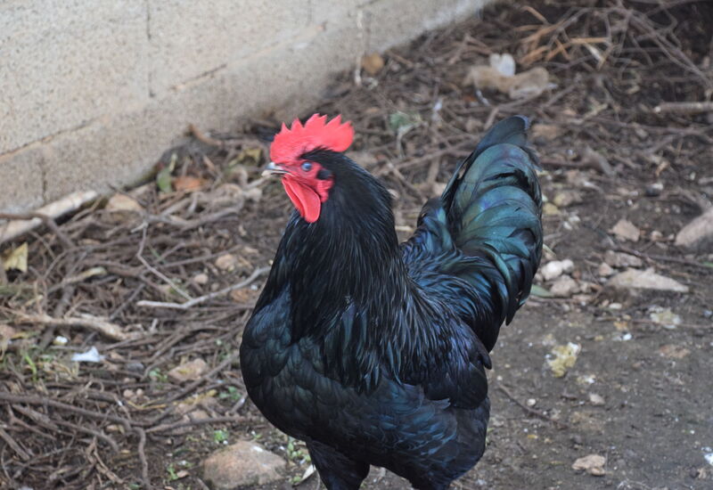 Ranch Salomonello: Attività, Autunno, Estate, Giardino, Primavera