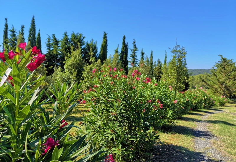 Villa San Martino: Garden
